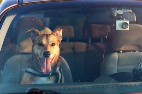 Is Your Dog Panting In The Car? 6 Reasons & How To Fix It