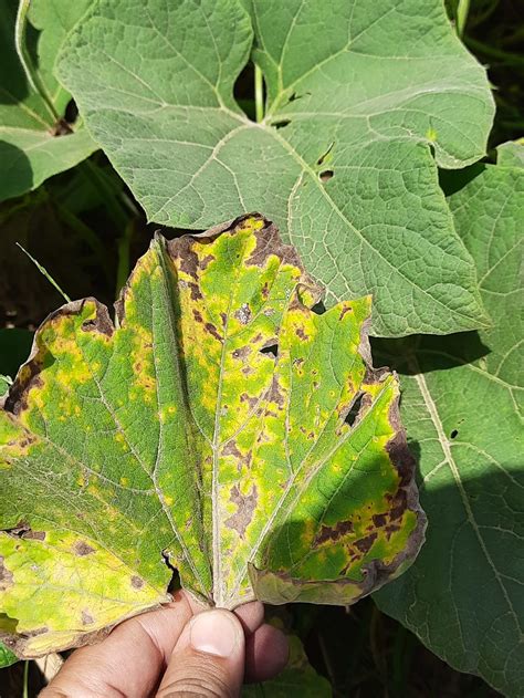 6 Questions With Answers In Anthracnose Science Topic