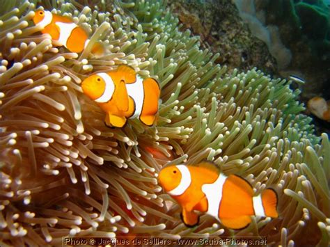 5-clownfish-1298-m1-great-barrier-reef.jpg