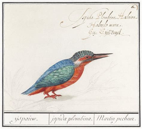 Kingfisher, Alcedo atthis (1596–1610) Anselmus | Free Photo ...