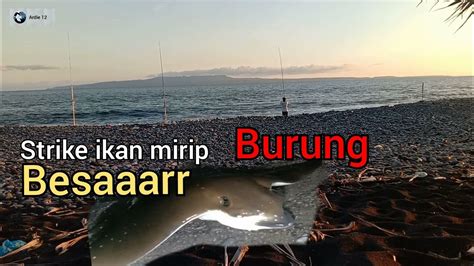 Mancing Masak Bakar Ikan Di Pinggir Pantai Youtube