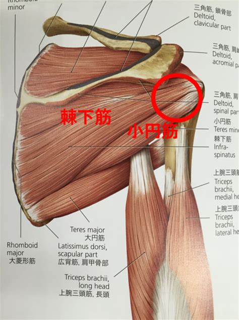 投げる時に肩の後ろが痛い。そんな野球肩でお悩みの方へ。 京都 北区 上京区 肩こり 腰痛 整体 外反母趾 野球肩｜整体ならもり鍼灸整骨院