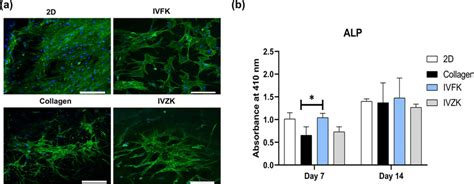 Osteogenic Differentiation Of Bm Mscs In Scaffolds A Confocal Images Download Scientific