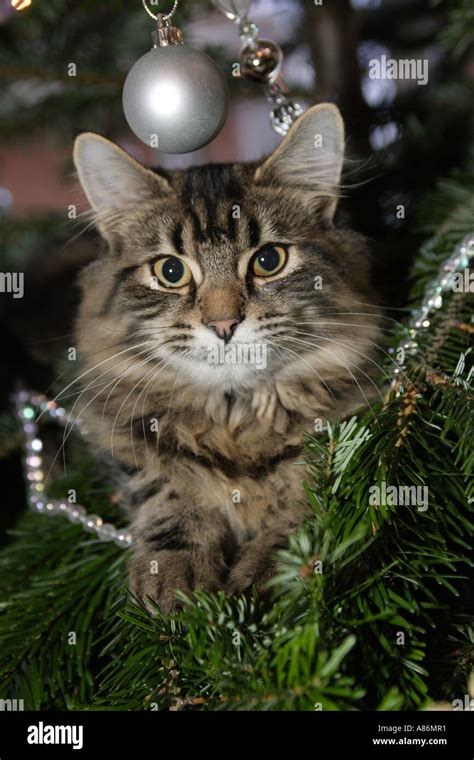 CHRISTMAS PUSSY CAT IN CHRISTMAS TREE Stock Photo Alamy