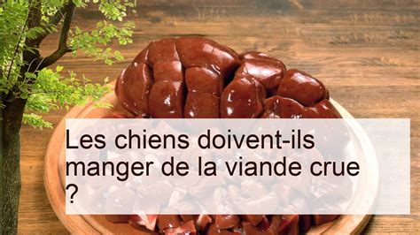 Les Chiens Doivent Ils Manger De La Viande Crue Les Soins