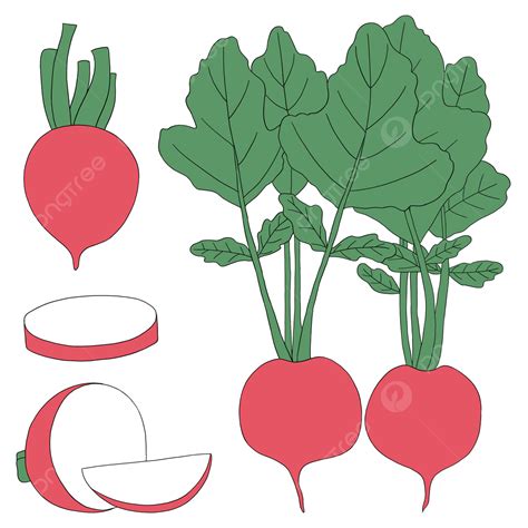 Vegetables Carrots Clipart Vector Cartoon Hand Painted Carrot Material