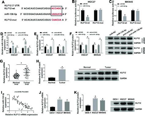 KLF12 Was A Direct Target Of MiR 138 5p A The Binding Sites Between