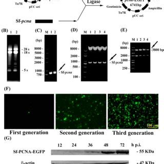 Construction Of Recombinant AcMNPV Ac Pcna EGFP A Schematic