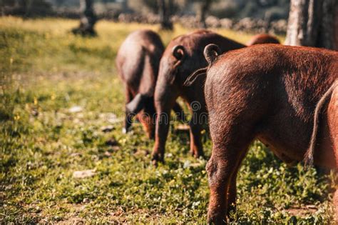 Three Pigs are Eating Grass in a Field Stock Photo - Image of brown ...