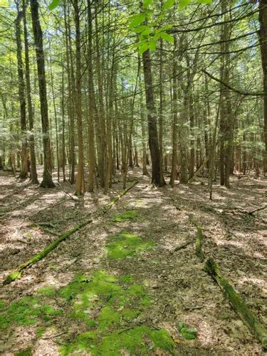 Best Hikes and Trails in Tannersville Cranberry Bog Preserve | AllTrails