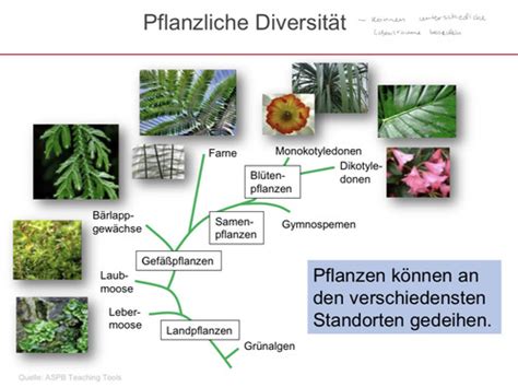 Pflanzenphys Vorlesung 1 Karteikarten Quizlet