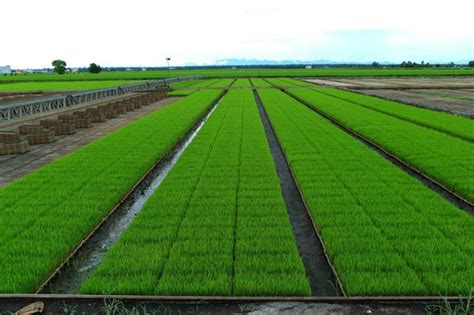 Sekinchan Paddy Fields 2021 All You Need To Know Before You Go With