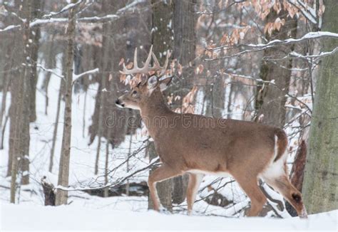 Whitetail Deer Buck in Snow Stock Photo - Image of animal, season: 105783736