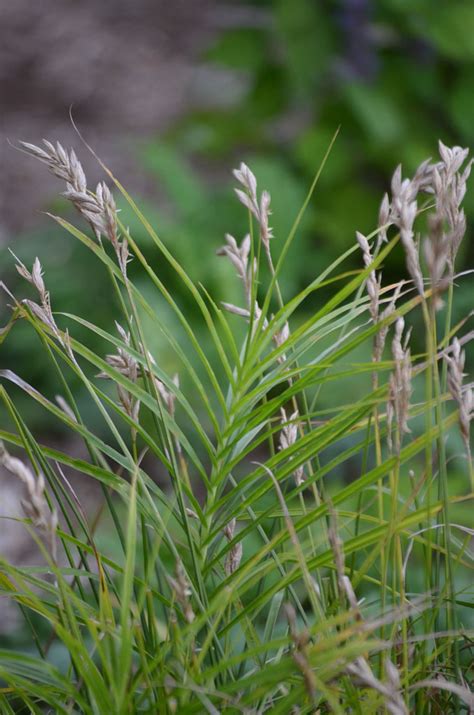 Carex Muskingumensis Palm Sedge Prairie Moon Nursery