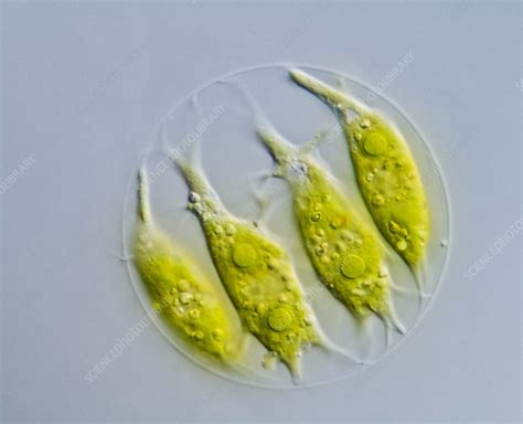 Green Algae Light Micrograph Stock Image C0125249 Science Photo