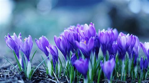 Bing Spring Flowers Wallpapers - 4k, HD Bing Spring Flowers Backgrounds ...