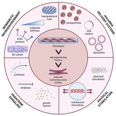 Frontiers Bioengineering Methods In Microrna Mediated Direct