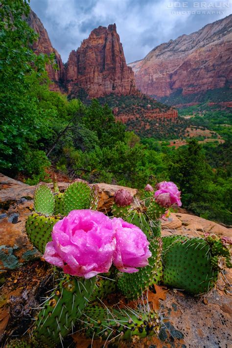 Zion The Beautiful Page Citrusmilo Adventures