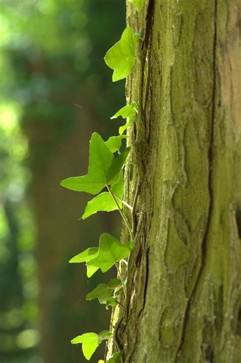 Free Images Tree Nature Forest Branch Wood Leaf Flower Trunk