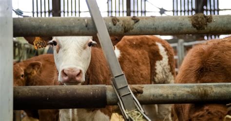 Beaune Un Cin D Bat Sur Les Enjeux Agricoles Et Environnementaux Le