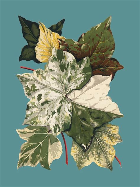 Vintage plants and leaves illustration | Premium Vector Illustration ...