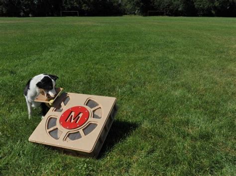 The 22 Best Ideas for Automatic Dog Ball Launcher Diy – Home, Family ...