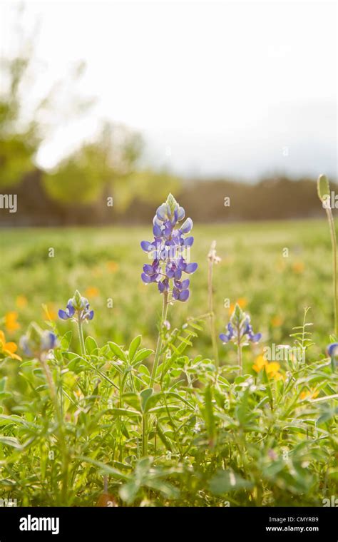 Texas Bluebonnet at Sunset Stock Photo - Alamy