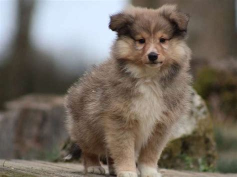 Un chiot mâle Berger des Shetland LOF fauve à acheter Petite Annonce