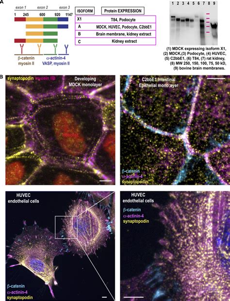 Synaptopodin Is Localized To Junctions And Stress Fibers Of Epithelial