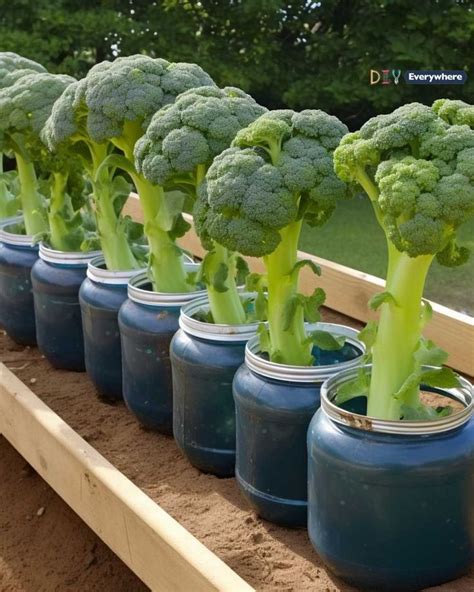 Easily Grow Broccoli At Home In A Container With This Step By Step