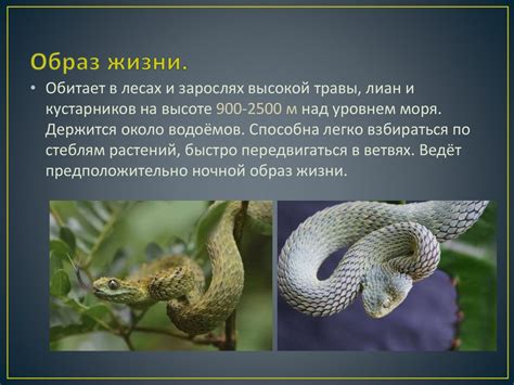 Колючая кустарниковая гадюка - презентация онлайн