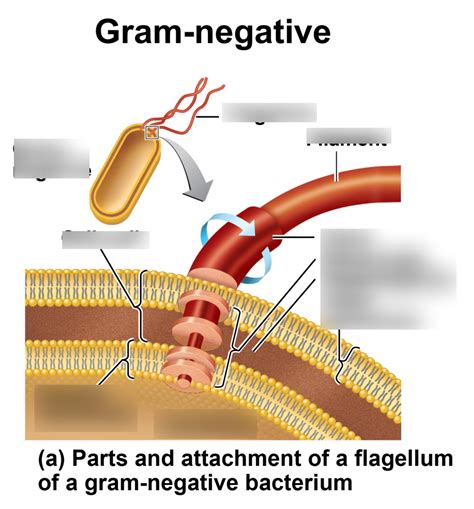 gram negative cell wall Diagram | Quizlet