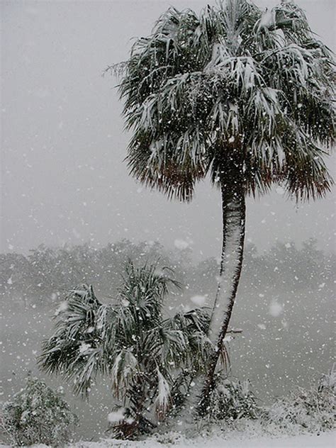 Has It Ever Snowed In Key West at Conrad Williams blog