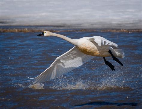 Why Tundra Swan Conservation Matters: Protecting Wetlands, Migration