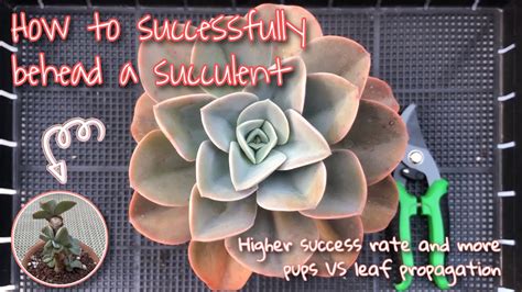 Fastest Way To Propagate Your Succulents Youtube