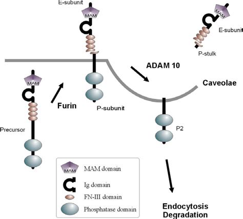 Proposed Model For Rptp Processing Furin Mediated Cleavage Within The