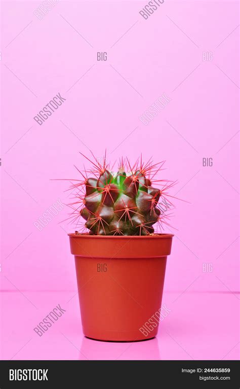 Small Green Cactus On Image And Photo Free Trial Bigstock