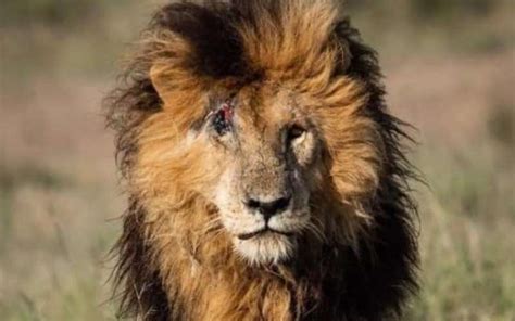 Scarface End Of An Era As Iconic Lion Dies Aged 14 At Masai Mara