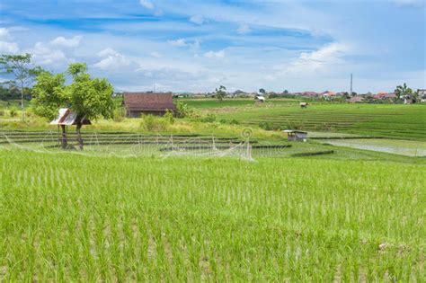 Campo Del Arroz De Bali Imagen De Archivo Imagen De Mujer 1787117