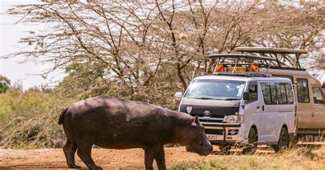 Nairobi National Park & Giraffe Center Tour | GetYourGuide