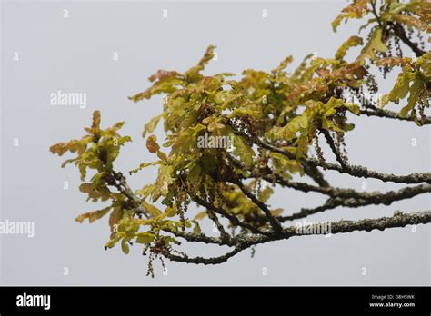 Oak Tree leaves Stock Photo: 56926175 - Alamy