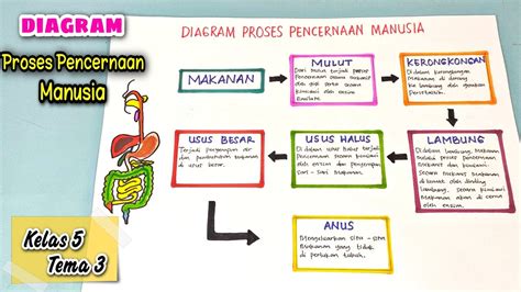 Membuat Diagram Proses Pencernaan Manusia Tugas Kelas 5 Menggambar