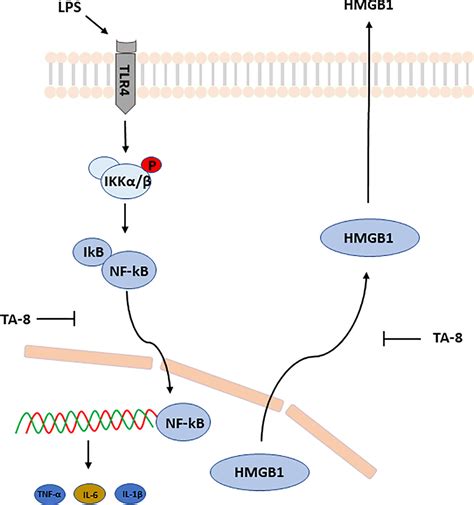 Frontiers Toddalolactone Protects Lipopolysaccharide Induced Sepsis