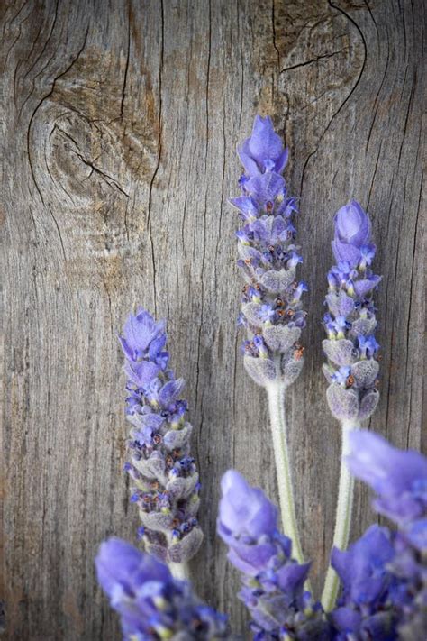 Lavender Flowers Background Stock Image - Image of wood, macro: 33047827