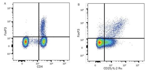 Regulatory T Cell Markers Randd Systems