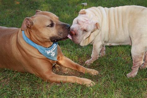 Dog Kiss In Love Stock Image Image Of Animal Happiness 15851329