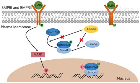 The Biology Of Bone Morphogenetic Protein Signaling Pathway In