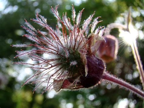 Knikkend Nagelkruid Geum Rivale Hortus Nijmegen