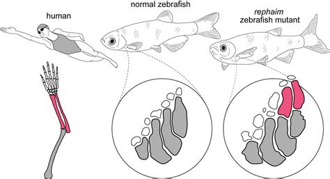 Can A Fin Become A Limb Eurekalert