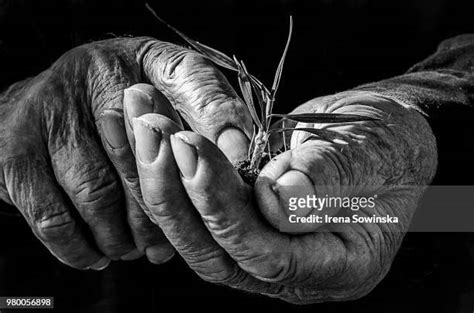 486 Polish Peasants Stock Photos High Res Pictures And Images Getty